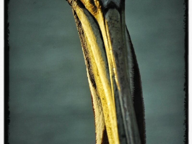 Pelican portrait