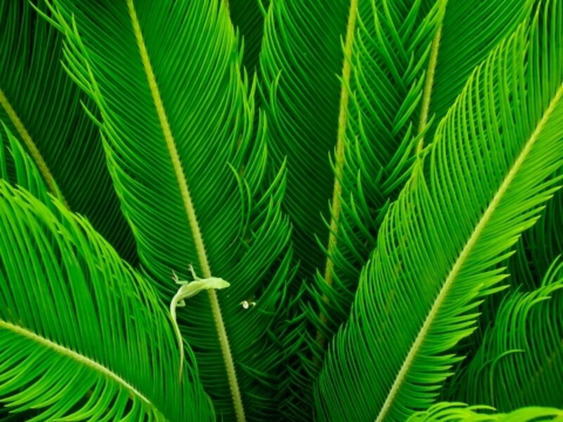 Green on green