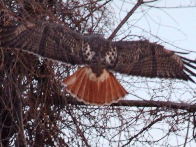 Landing redtail