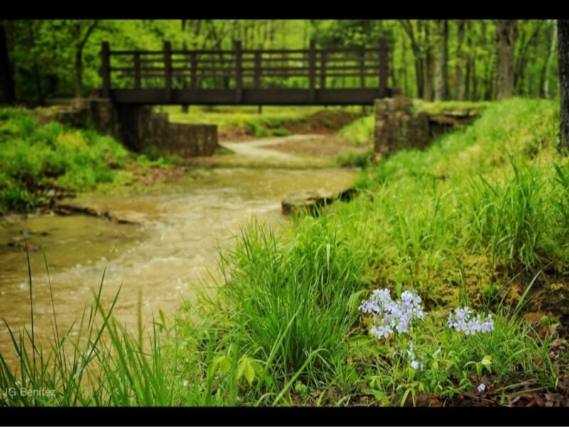 Rainy day by creek