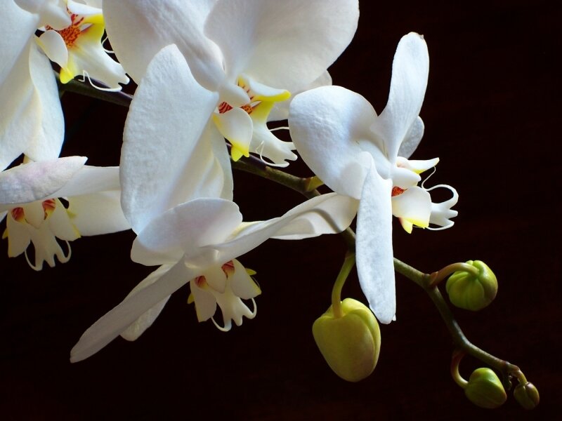 Orchid Parade
