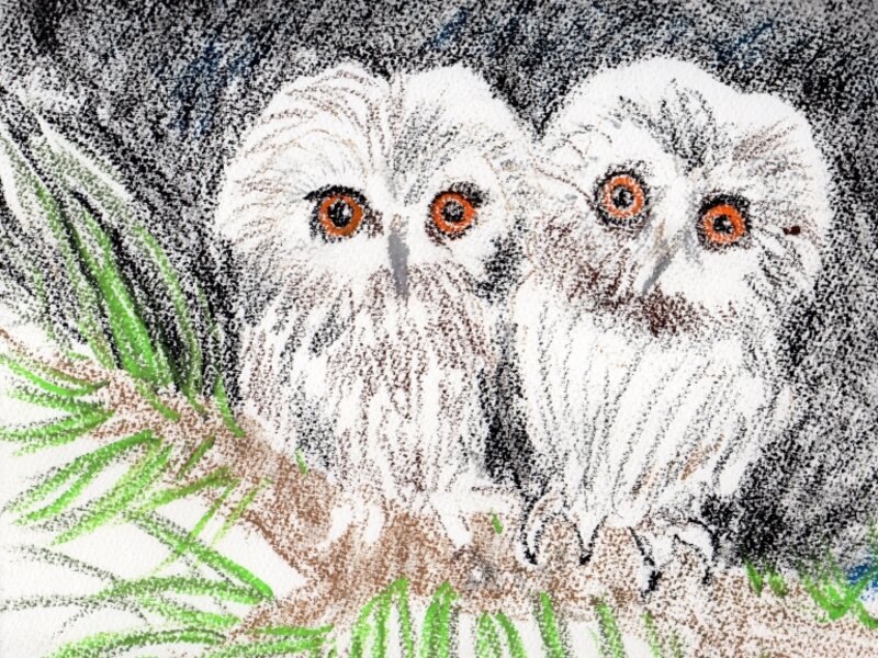 baby owls