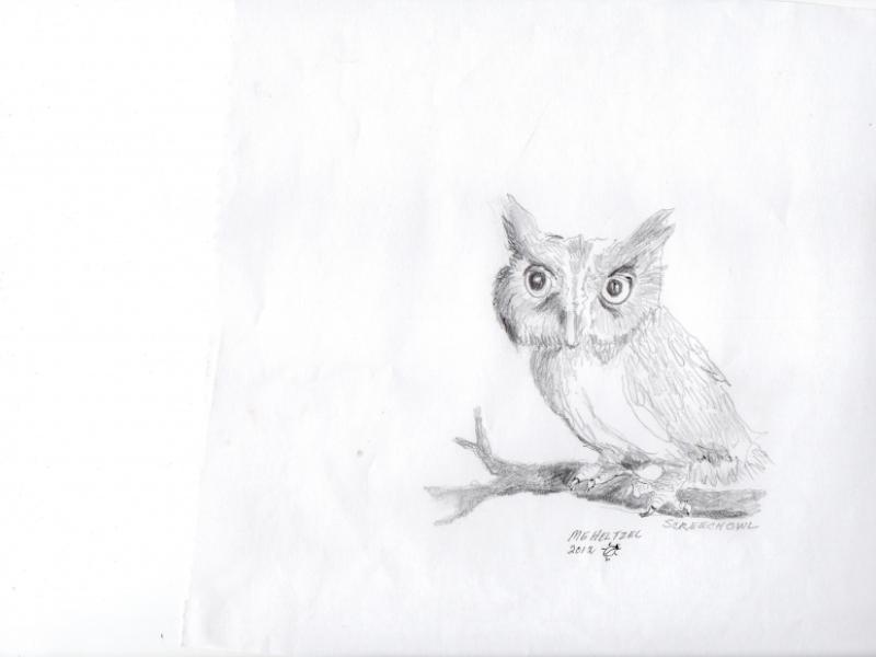 Screech Owl