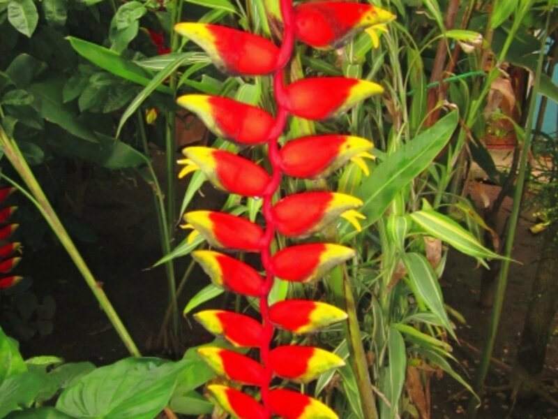 Costa Rican Red