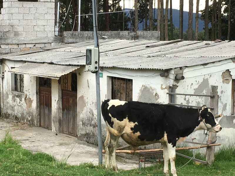 Urban Cow