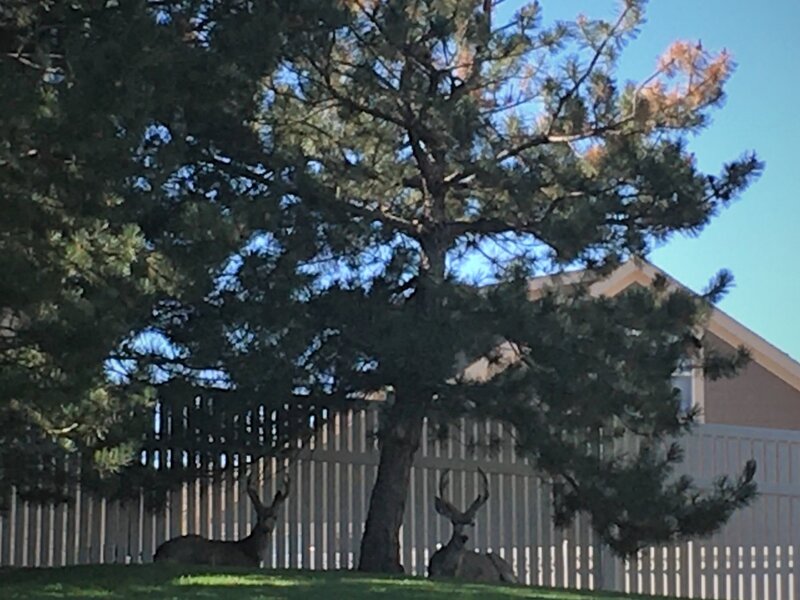 The Two Take a Rest Under the Trees