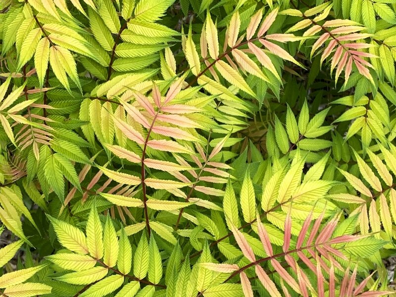 A Swirl of Leaves