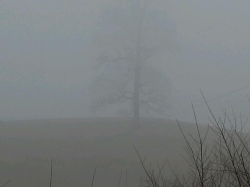 Foggy Hike