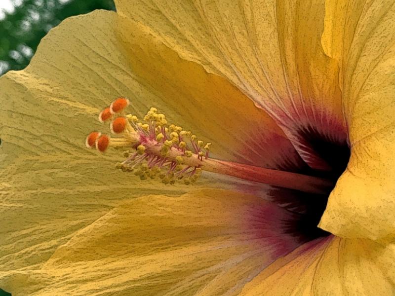 Yellow Hibiscus Blossom