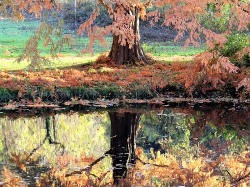 Late Autumn Reflection