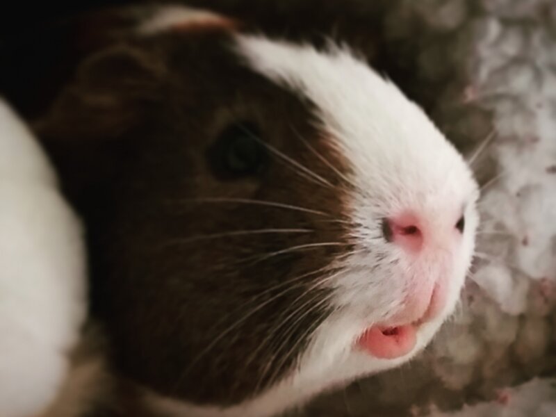 Those Lips