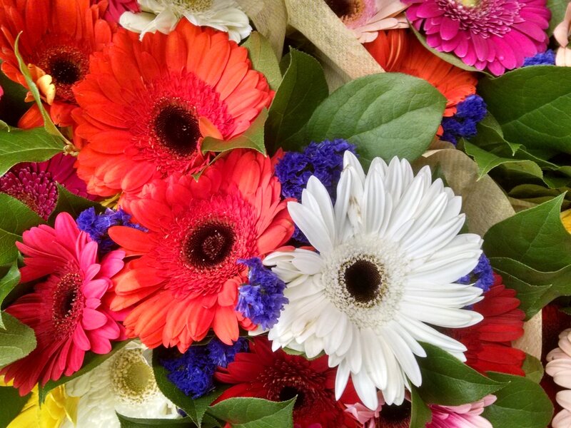 Florals,nature,botanical,flowers,art,nature art,photography,digital,fineart,