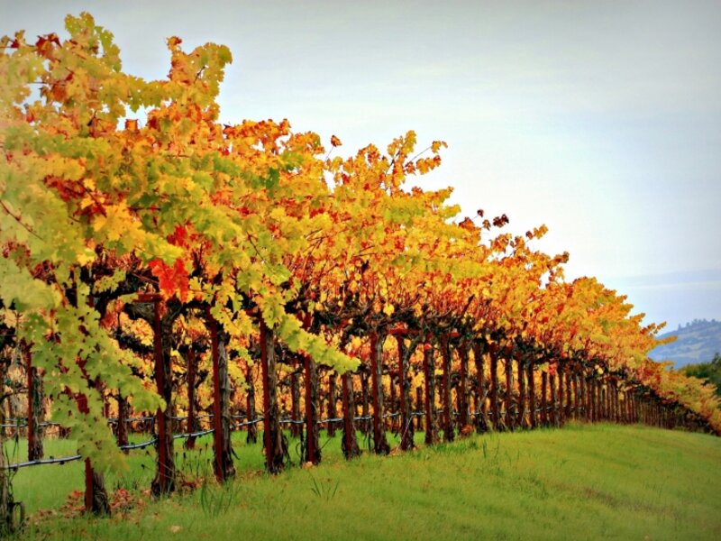 Dutcher Creek Vineyard