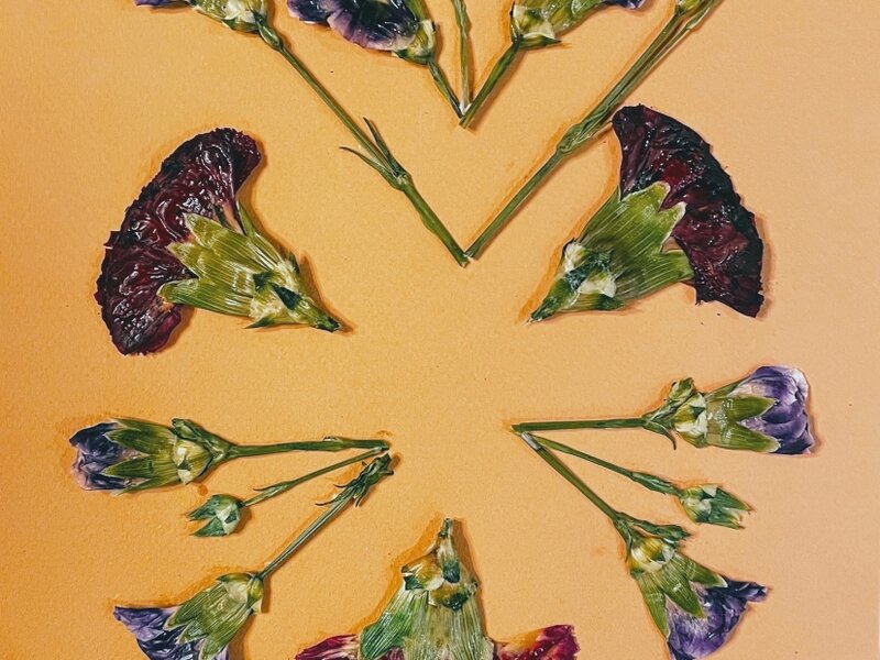 Pressed and preserved carnations