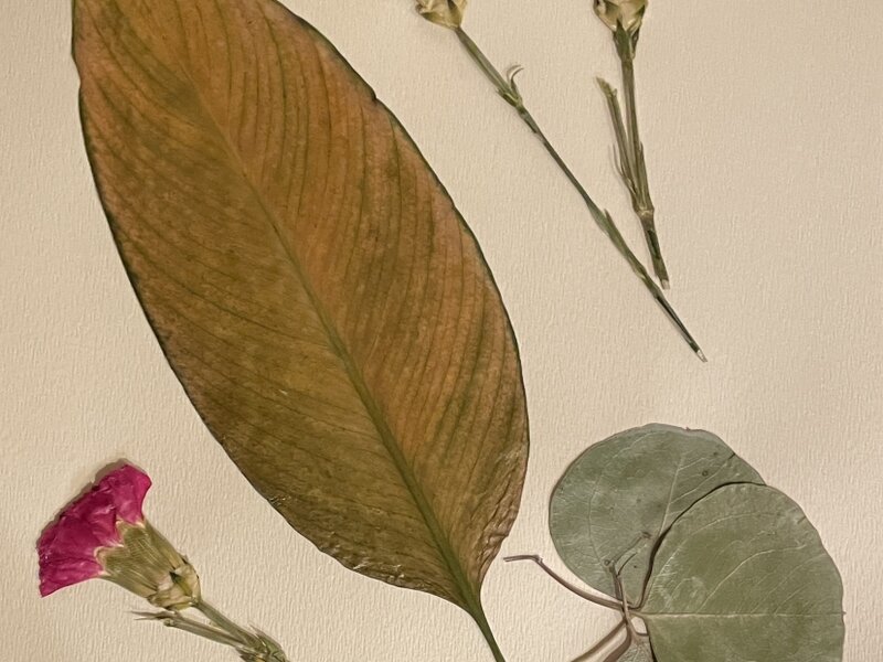 Pressed and preserved flower art 5