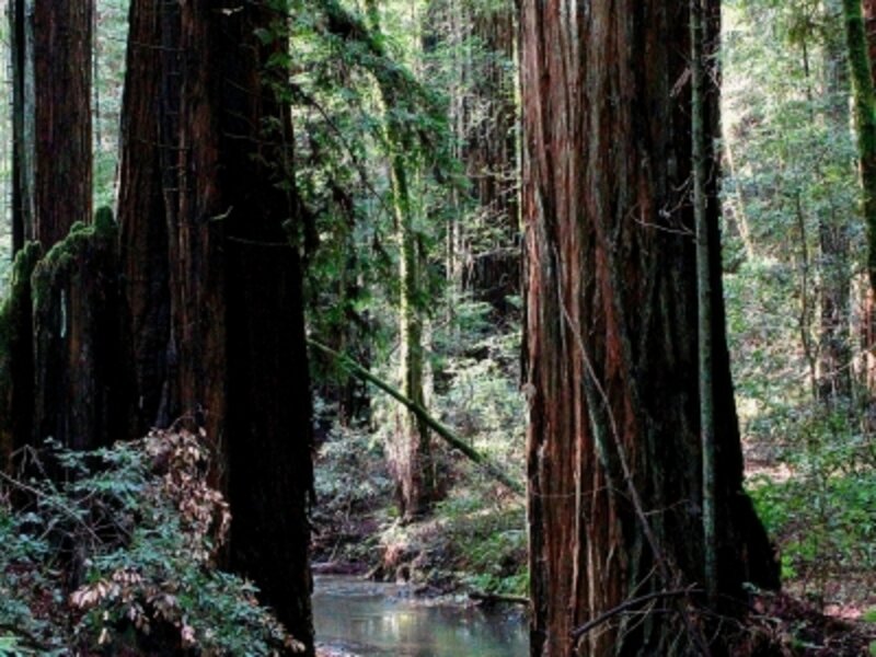 Redwood Serenity