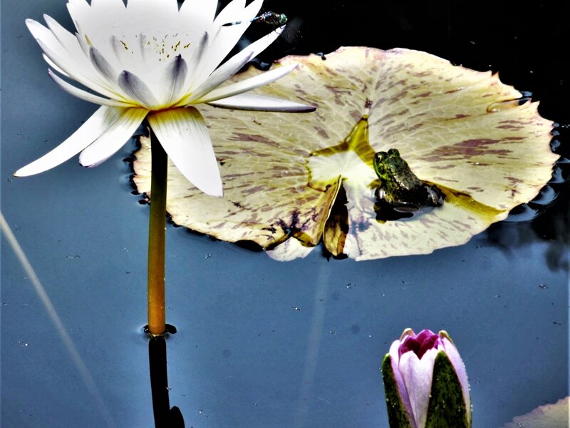 The Lily Pad