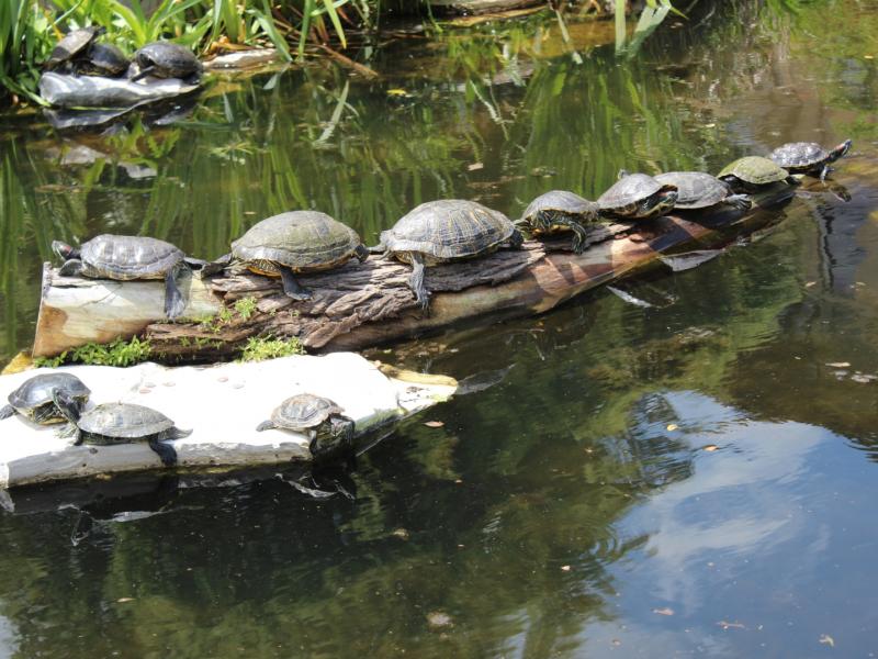 Turtles on a Log