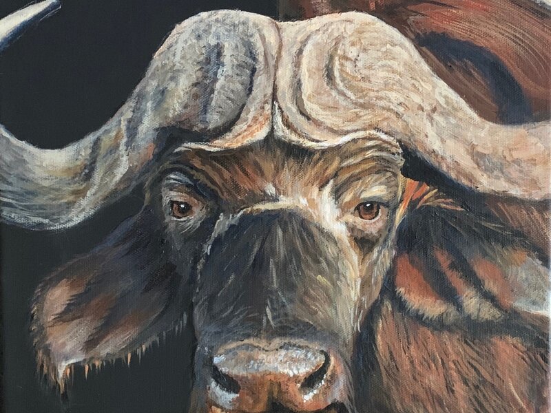 Cape Buffalo