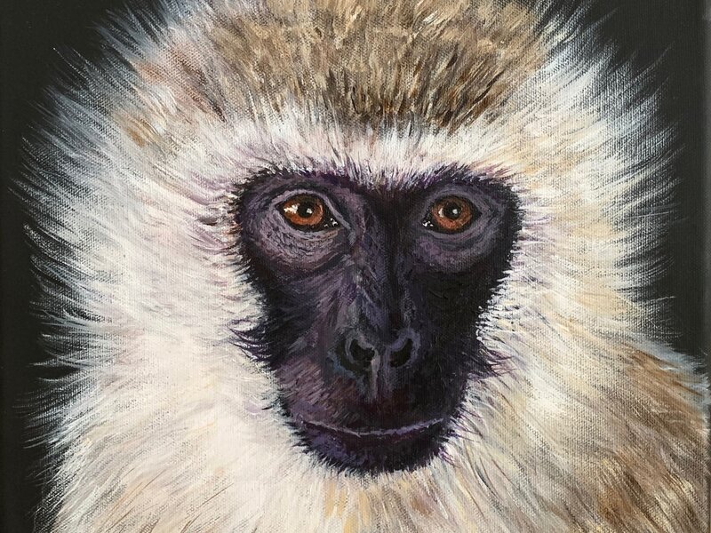 Vervet Monkey