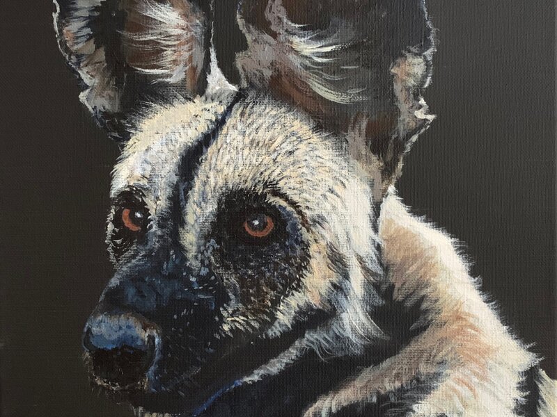 African Wild Dog