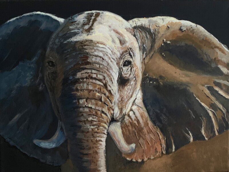 African Elephant 