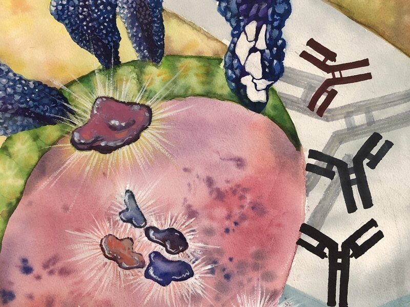 Influenza HA-reactive antibodies