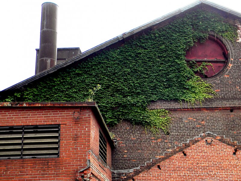 Ivy Over Steel