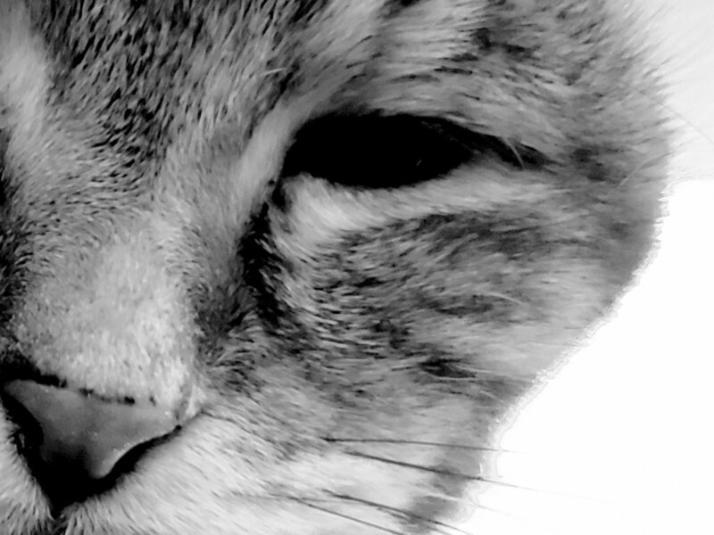 Cat up close