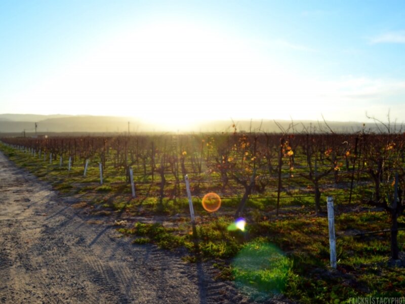 Sunset & Vineyards