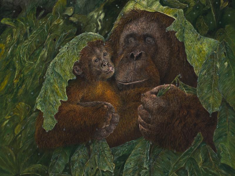 orangutan, baby, rain, rain bonnets, wildlife, monkeys, apes