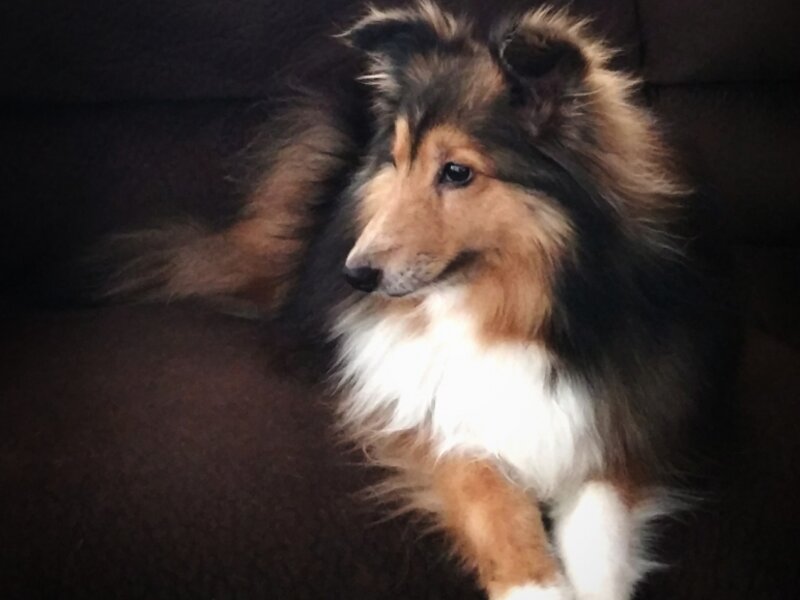 Shetland Sheepdog