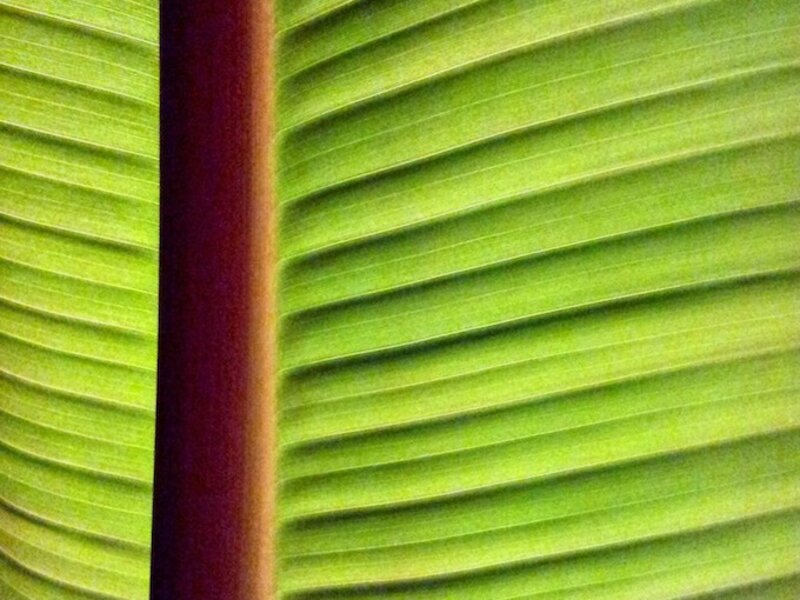 Banana Leaf