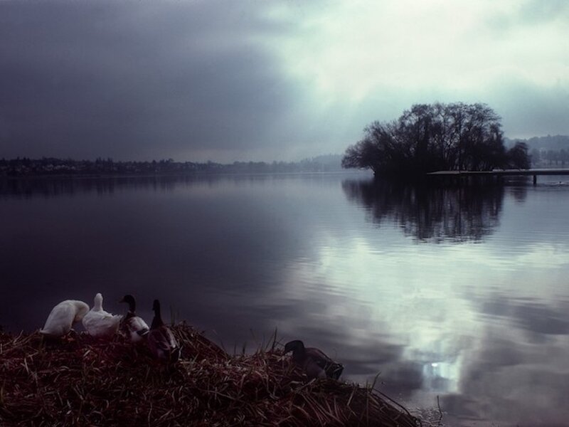Greenlake Ducks