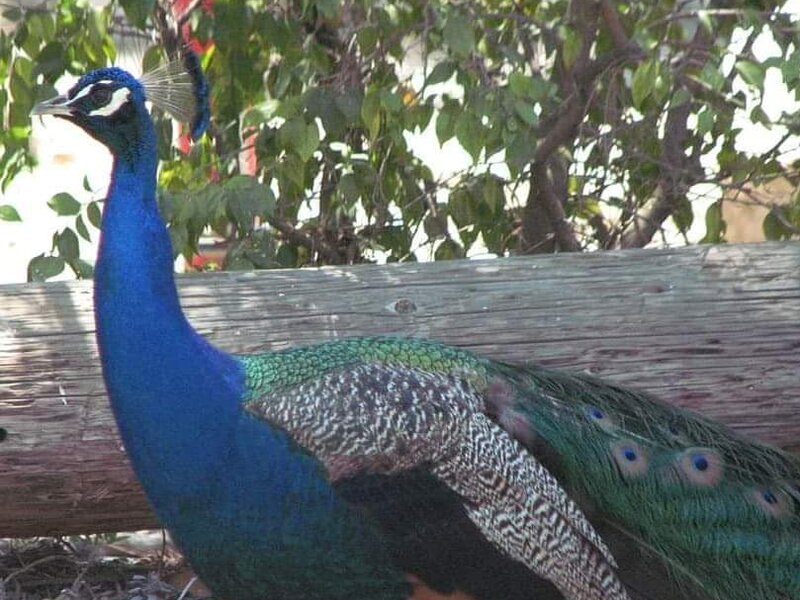 Peacock outside of KOA in Santa Paula