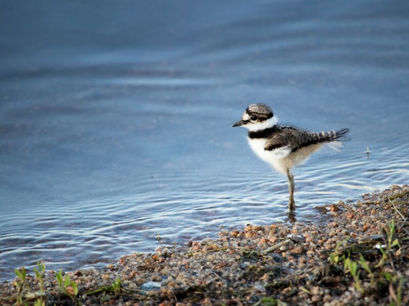 Big World, Little Bird