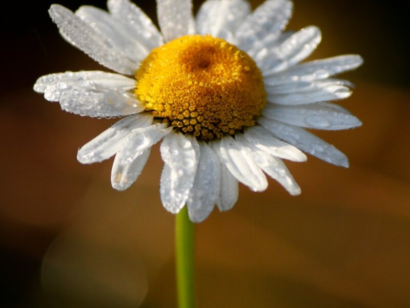 Daisy in the Dew