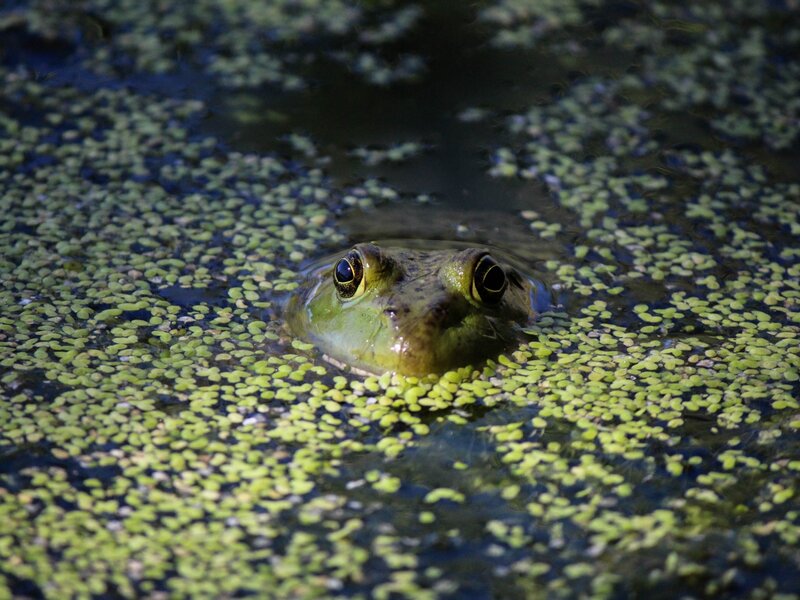 Hidden Amphibian