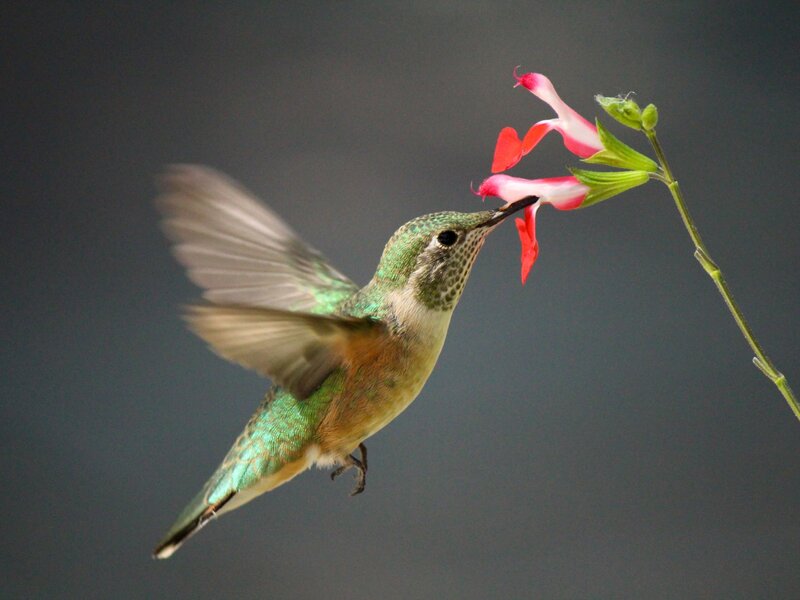 Humming Along
