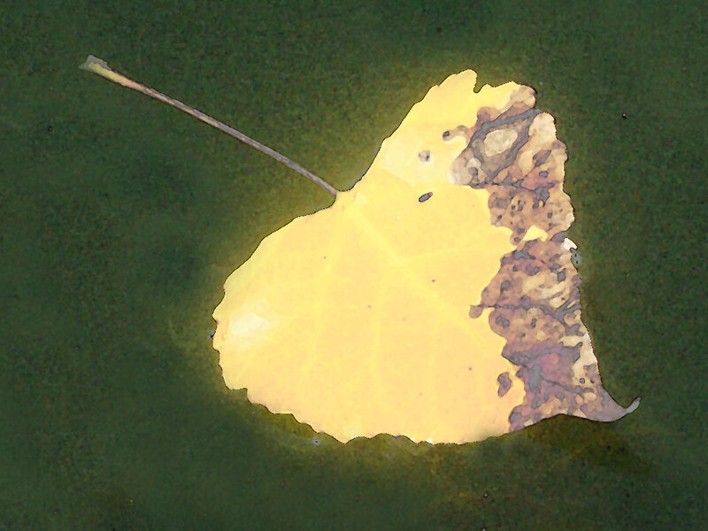 Floating Leaf