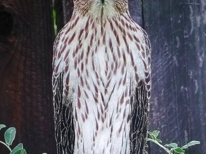 Ms. Cooper's Hawk