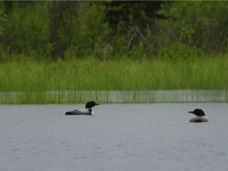 Loons in rain