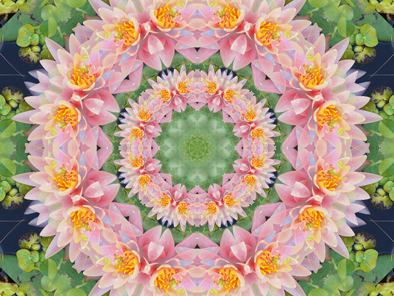 Lotus
