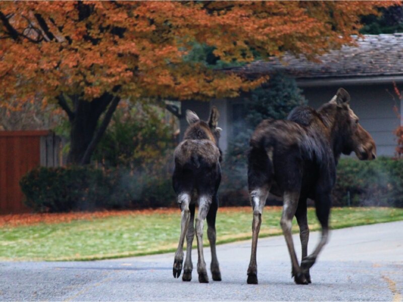 "neighborhood stroll"