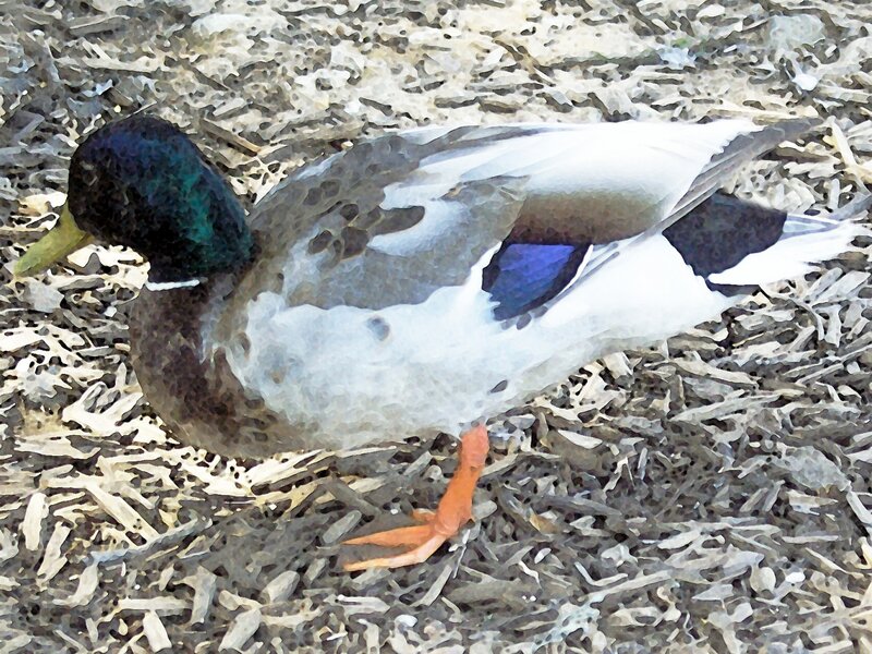 Mallard 1