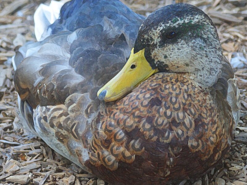 MIXED BRED DUCK