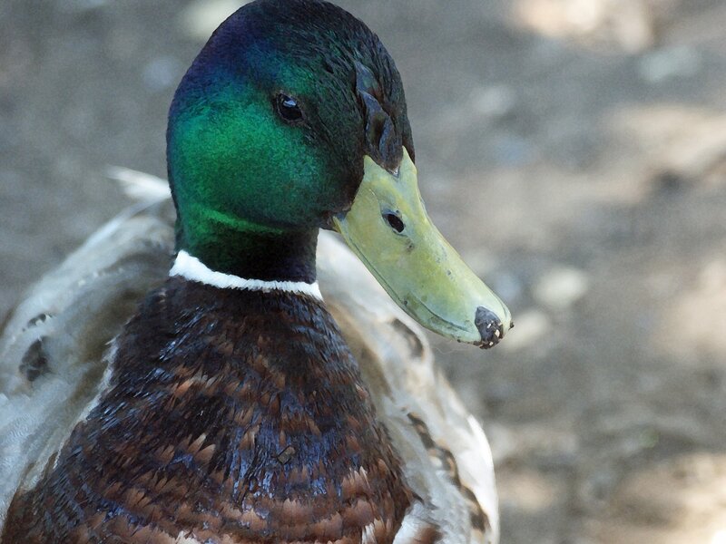 Mallard 2