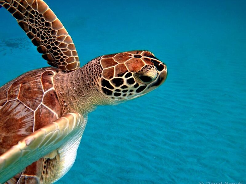 Haggan Mititanos "Wise Turtle"