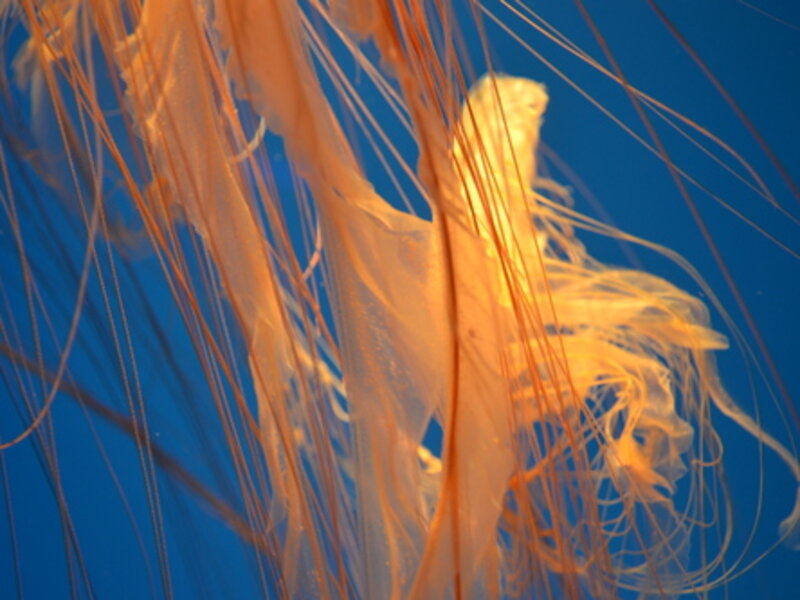 Natures Deadly Beauty