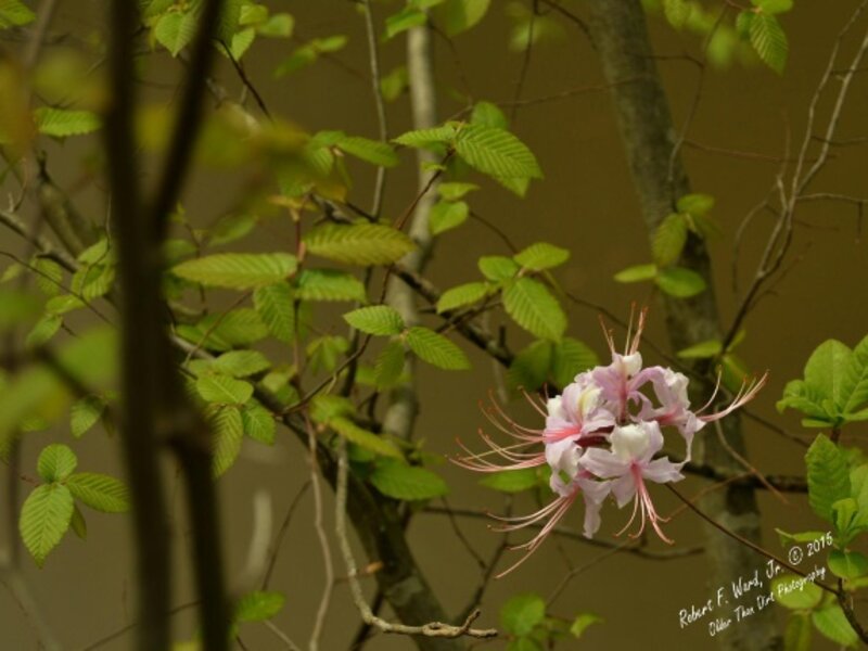 Neuse River Trail Flower